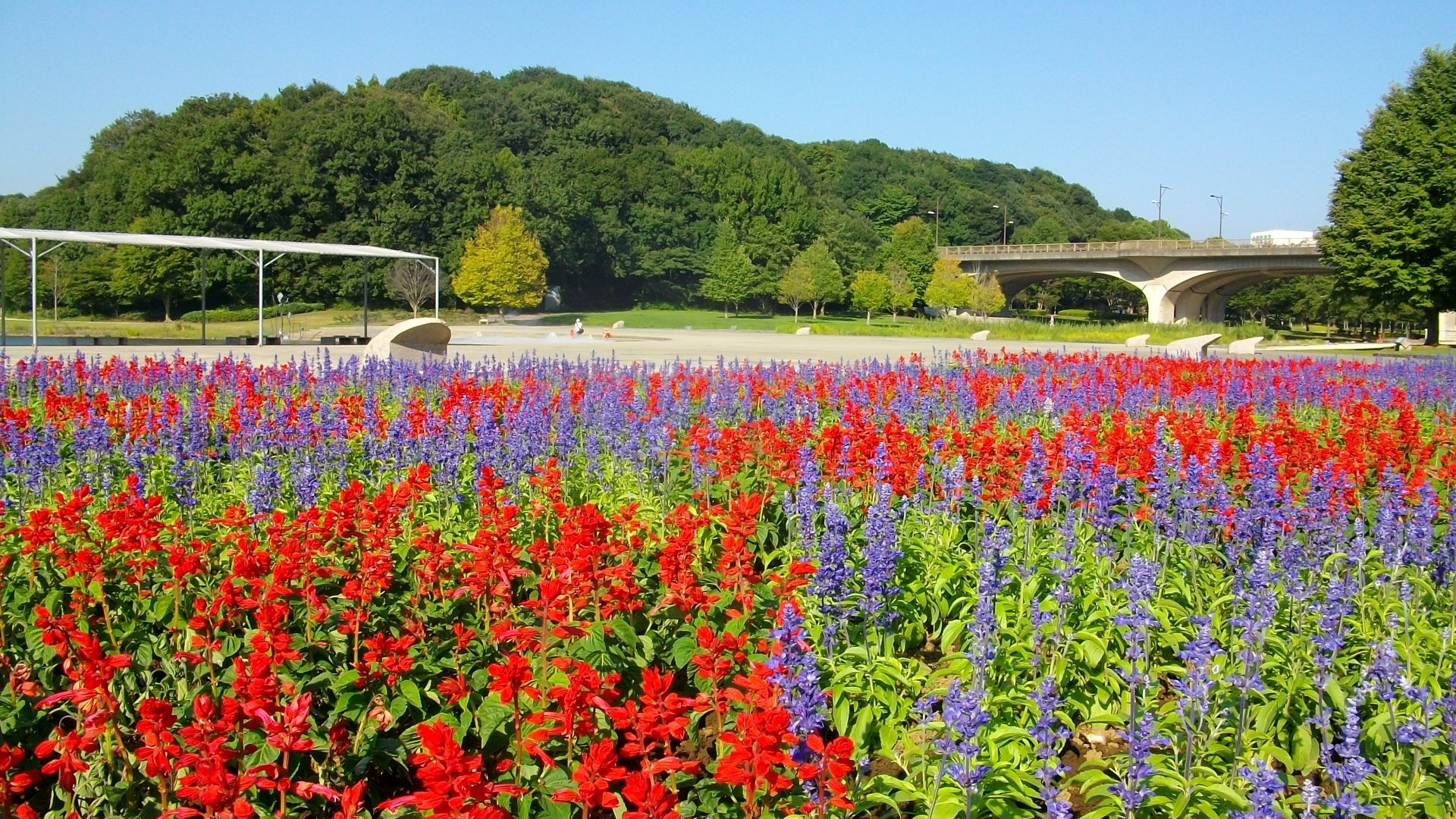 If you looking for an accommodation near tokyo, why not come and stay at Matsudo CITY. Nearest to Tokyo, and best mix of urban and country.
